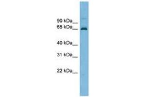 Image no. 1 for anti-Tripartite Motif Containing 25 (TRIM25) (AA 251-300) antibody (ABIN6745233) (TRIM25 Antikörper  (AA 251-300))