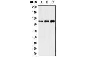 Western blot analysis of HSP90 beta (pS254) expression in HeLa heat shocked-treated (A), NIH3T3 heat shocked-treated (B), PC12 heat shocked-treated (C) whole cell lysates. (HSP90AB1 Antikörper  (pSer254))
