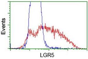 HEK293T cells transfected with either RC212825 overexpress plasmid (Red) or empty vector control plasmid (Blue) were immunostained by anti-LGR5 antibody (ABIN2454609), and then analyzed by flow cytometry. (LGR5 Antikörper  (AA 250-550))