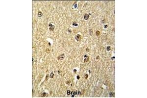 Formalin-fixed and paraffin-embedded human brain reacted with NKRF Antibody (Center), which was peroxidase-conjugated to the secondary antibody, followed by DAB staining. (NKRF Antikörper  (AA 205-233))