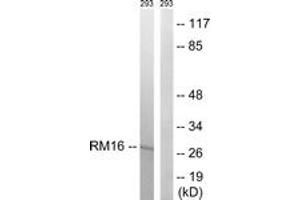 Western Blotting (WB) image for anti-Mitochondrial Ribosomal Protein L16 (MRPL16) (AA 171-220) antibody (ABIN2890050) (MRPL16 Antikörper  (AA 171-220))