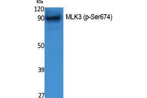 Western Blotting (WB) image for anti-Mitogen-Activated Protein Kinase Kinase Kinase 11 (MAP3K11) (pSer674) antibody (ABIN3179855) (MAP3K11 Antikörper  (pSer674))