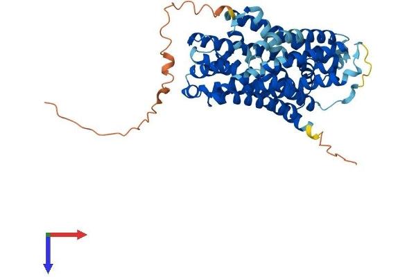 SLC36A2 Protein (AA 1-483) (His tag)