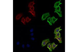 ABIN7094848 and ABIN7098899 staining Hela cells by IF/ICC. (NCEH1 Antikörper  (N-Term))