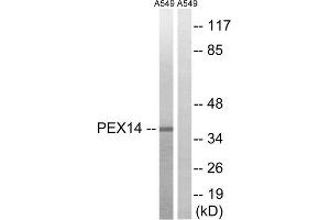 Western blot analysis of extracts from A549 cells, using PEX14 antibody. (PEX14 Antikörper  (Internal Region))