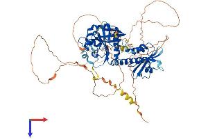 RAP1GAP Protein (AA 1-663) (His tag)