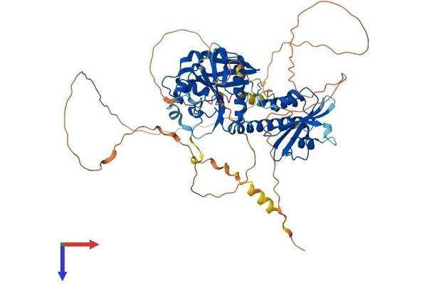 RAP1GAP Protein (AA 1-663) (His tag)