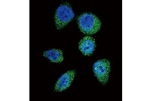 Confocal immunofluorescent analysis of mTOR (FR) Antibody  (ABIN390217 and ABIN2840698) with Hela cell followed by Alexa Fluor 488-conjugated goat anti-rabbit lgG (green). (MTOR Antikörper  (AA 2459-2488))