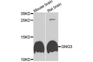 Western blot analysis of extracts of various cell lines, using GNG3 antibody. (GNG3 Antikörper)