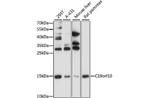 Western blot analysis of extracts of various cell lines, using C19orf10 antibody (ABIN1871376) at 1:1000 dilution. (C19orf10 Antikörper)