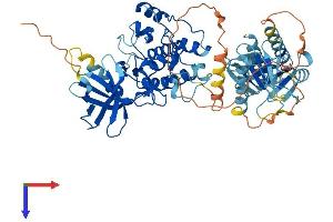PLK5 Protein (AA 1-595) (His tag)