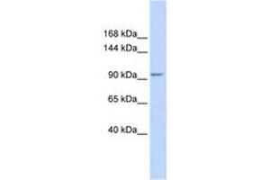 Image no. 1 for anti-Potassium Channel Tetramerisation Domain Containing 19 (KCTD19) (AA 36-85) antibody (ABIN6740505) (KCTD19 Antikörper  (AA 36-85))