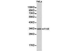 Western Blotting (WB) image for anti-F11 Receptor (F11R) antibody (ABIN1872624) (F11R Antikörper)