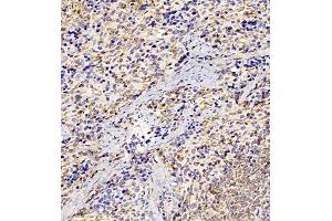 Immunohistochemistry of paraffin embedded rat spleen using GP1BA (ABIN7074109) at dilution of 1:500 (300x lens) (CD42b Antikörper)