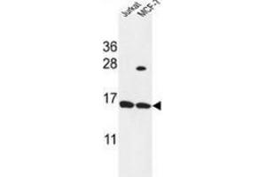 Western blot analysis in Jurkat,MCF-7 cell line lysates (35ug/lane) using SPRR1A / Cornifin-A Antibody (C-term). (SPRR1A Antikörper  (C-Term))