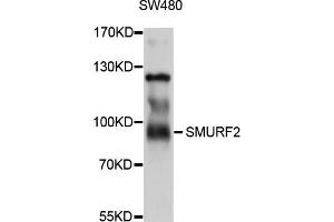 Western blot analysis of extracts of SW480 cells, using SMURF2 antibody (ABIN5998898) at 1/1000 dilution. (SMURF2 Antikörper)