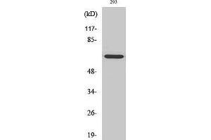 Western Blot (WB) analysis of 293 cells using GNL3L Polyclonal Antibody.