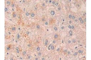 Detection of CD10 in Human Liver Tissue using Polyclonal Antibody to Neprilysin (CD10) (MME Antikörper  (AA 382-538))