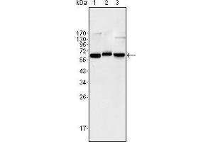 Western blot analysis using NF-κB p65 mouse mAb against Jurkat (1), K562 (2) and NIH/3T3 (3) cell lysate.