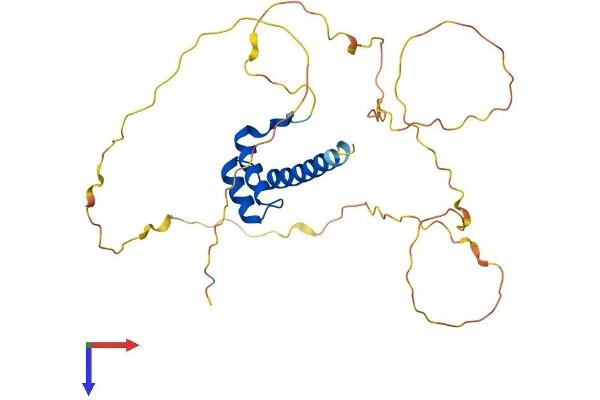 HOXB13 Protein (AA 1-286) (His tag)