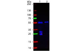 Western blot of Fluorescein conjugated Goat F(ab’)2 Anti-Hamster IgG Pre-Adsorbed secondary antibody. (Ziege anti-Armenischer Hamster IgG (Heavy & Light Chain) Antikörper (FITC) - Preadsorbed)