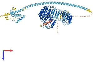 FBXL13 Protein (AA 1-790) (His tag)