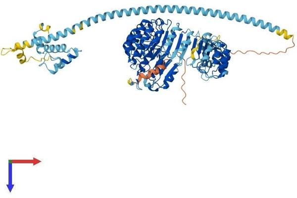 FBXL13 Protein (AA 1-790) (His tag)