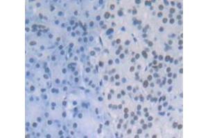 IHC-P analysis of Human Tissue, with DAB staining. (CPSF1 Antikörper  (AA 1-300))