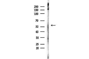 anti-Fizzy/cell Division Cycle 20 Related 1 (FZR1) (Internal Region) antibody