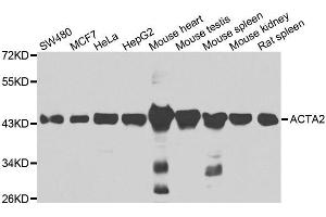 Western blot analysis of extracts of various cell lines, using ACTA2 antibody.