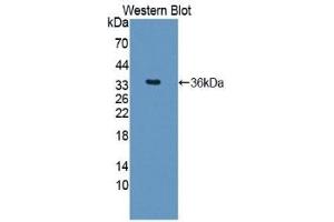 Western Blotting (WB) image for Arginase (ARG) ELISA Kit (ABIN6574254)