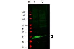 Western blot using MYL9 polyclonal antibody  to detect vascular myosin (rat aorta, lane 1), but not cardiac myosin (mouse heart, lane2). (MYL9 Antikörper  (AA 12-27))