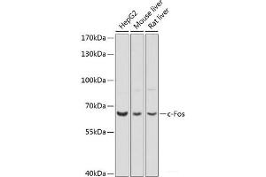 Western blot analysis of extracts of various cell lines using c-Fos Polyclonal Antibody at dilution of 1:1000. (c-FOS Antikörper)