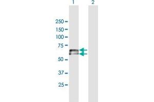 Western Blot analysis of IGHD expression in transfected 293T cell line by IGHD MaxPab polyclonal antibody. (IgD Antikörper  (AA 1-576))