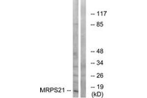 Western blot analysis of extracts from COS cells, using MRPS21 Antibody. (MRPS21 Antikörper  (AA 38-87))
