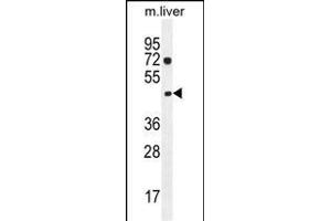 NIL1 Antibody (C-term) (ABIN655299 and ABIN2844886) western blot analysis in mouse liver tissue lysates (35 μg/lane). (NIPAL1 Antikörper  (C-Term))