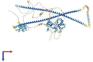 CARD10 Protein (AA 1-1032) (His tag)