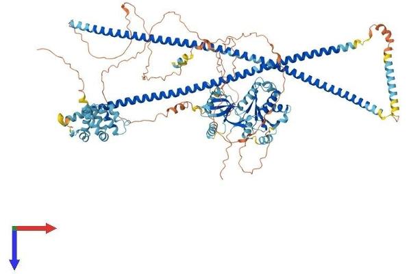 CARD10 Protein (AA 1-1032) (His tag)