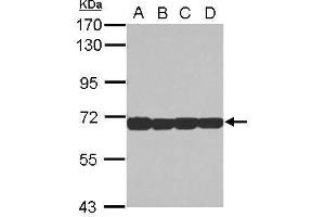 WB Image Sample (30 ug of whole cell lysate) A: Jurkat B: Raji C: K562 D: THP-1 7. (STIP1 Antikörper)