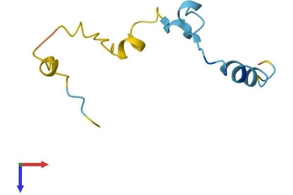 CAMK2N1 Protein (AA 1-78) (Fc Tag)