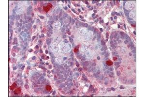 Human Small Intestine (formalin-fixed, paraffin-embedded) stained with RGS1followed by biotinylated anti-goat IgG secondary antibody, alkaline phosphatase-streptavidin and chromogen. (RGS1 Antikörper  (C-Term))