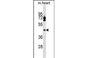 LPXN Antibody (Center) (ABIN1538131 and ABIN2849342) western blot analysis in mouse heart tissue lysates (35 μg/lane). (Leupaxin Antikörper  (AA 229-257))