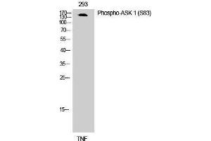 Western Blotting (WB) image for anti-Mitogen-Activated Protein Kinase Kinase Kinase 5 (MAP3K5) (pSer83) antibody (ABIN3172860) (ASK1 Antikörper  (pSer83))