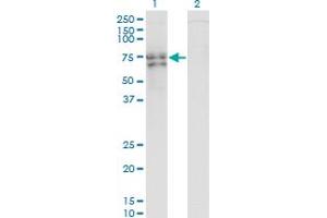 Western Blot analysis of RUNX2 expression in transfected 293T cell line by RUNX2 monoclonal antibody (M01), clone 1D8. (RUNX2 Antikörper  (AA 251-350))