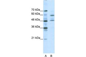 Western Blotting (WB) image for anti-Transcription Factor CP2-Like 1 (TFCP2L1) antibody (ABIN2460513) (TFCP2L1 Antikörper)
