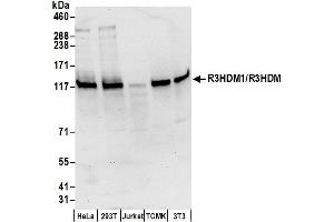anti-R3H Domain Containing 1 (R3HDM1) (AA 500-550) antibody