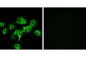 Peptide - +Immunofluorescence analysis of MCF-7 cells, using CDON antibody. (CDON Antikörper)