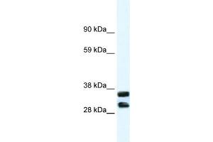 WB Suggested Anti-ANXA13 Antibody Titration:  1. (Annexin A13 Antikörper  (N-Term))