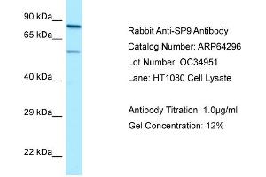 Western Blotting (WB) image for anti-Sp9 Transcription Factor (SP9) (C-Term) antibody (ABIN2789794)