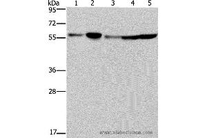 Western blot analysis of Hela, 293T, A549, HT-29 and K562 cell, using NUP50 Polyclonal Antibody at dilution of 1:200 (NUP50 Antikörper)